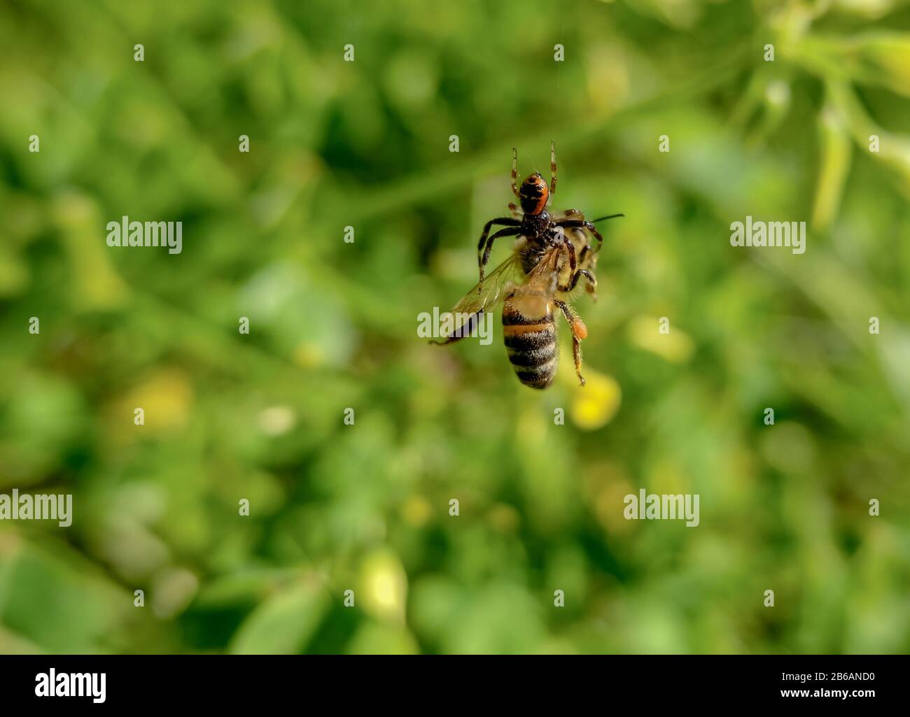 Ungry Spider attrape et tue une abeille de miel dans un pré de fleur de printemps, faune de la nature Banque D'Images