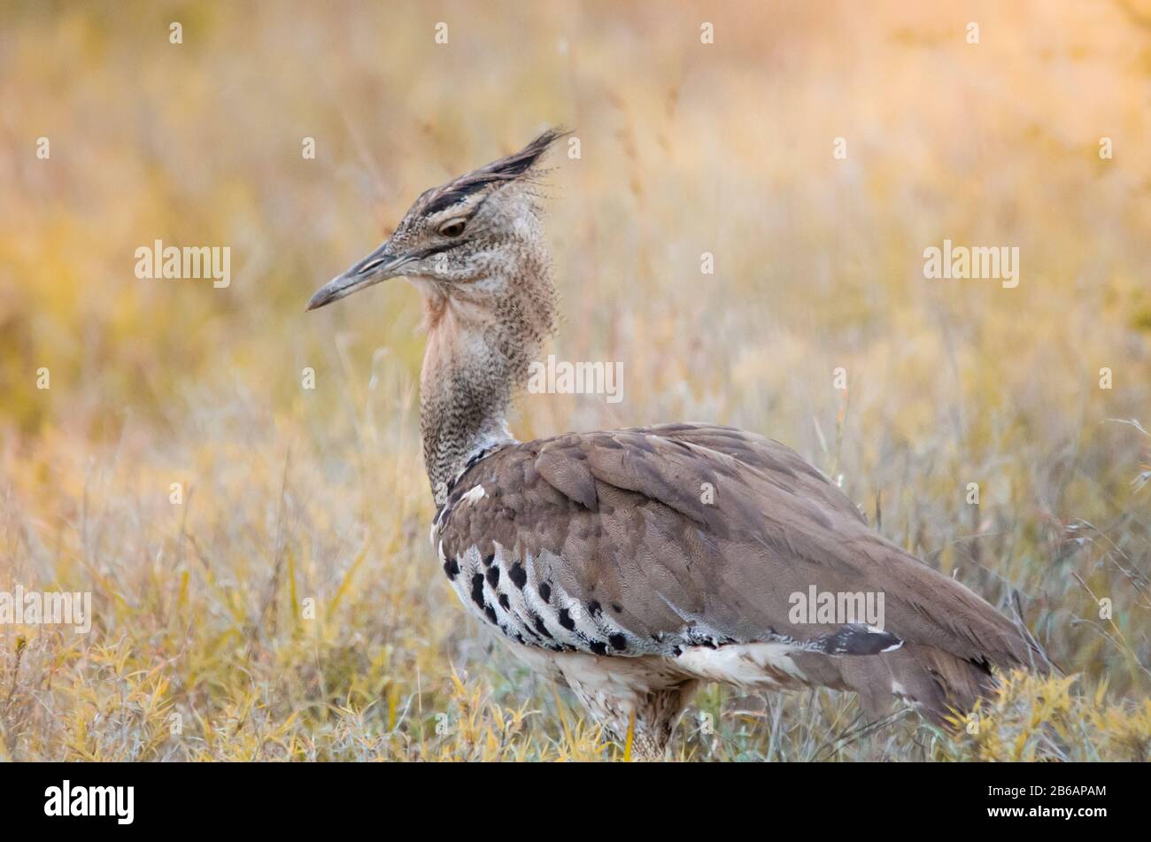 Oiseau national sud africain Banque de photographies et d’images à — free download