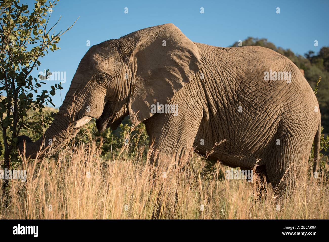 Un éléphant d'Afrique (Loxodonta africana) pacage au milieu des hautes herbes et arbustes de la Réserve de jeux de Pilansberg, Afrique du Sud Banque D'Images