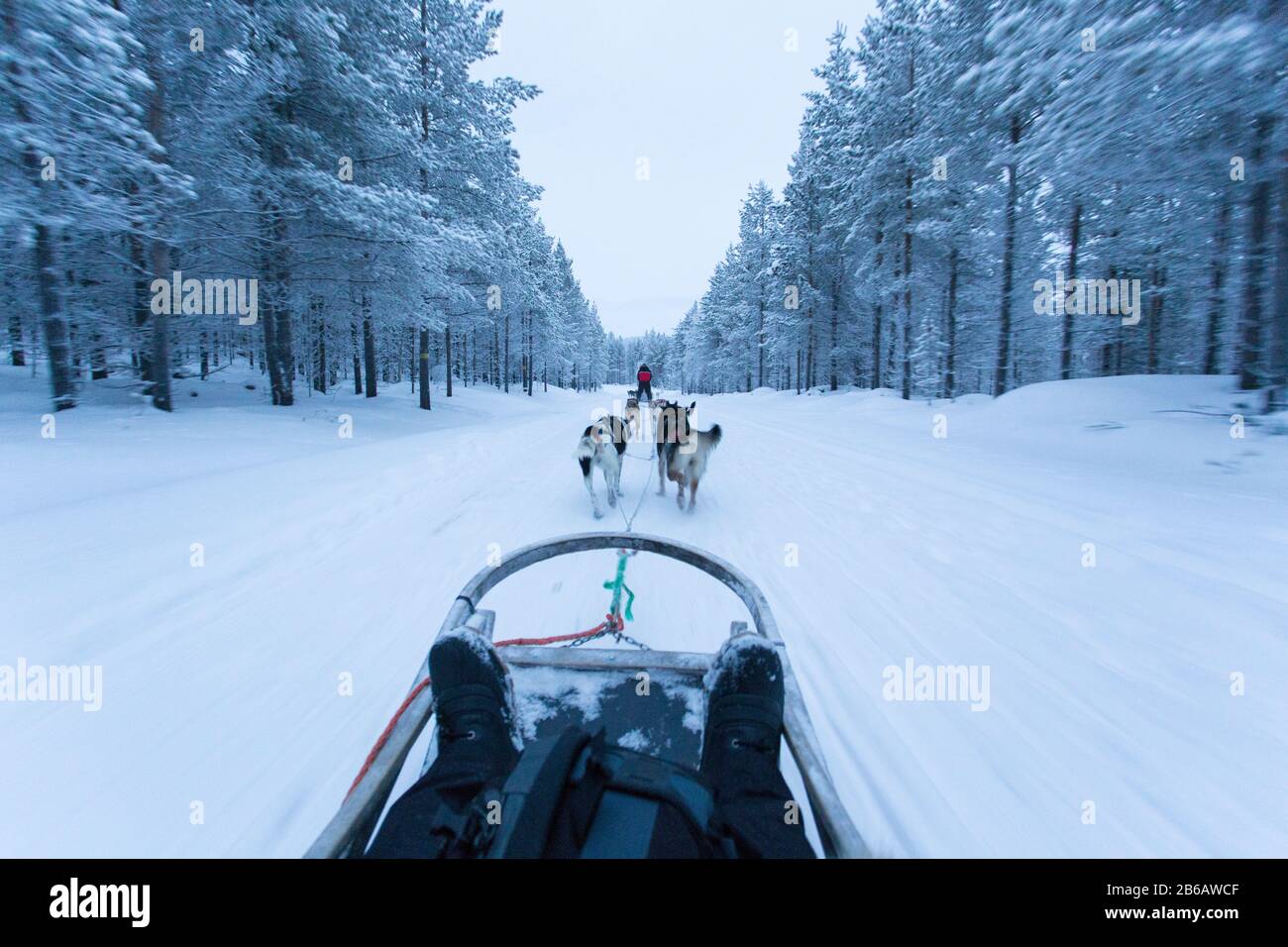 Rauma, Finlande - le 30 décembre 2017 : le traîneau à chiens en Laponie, au cours de la nuit polaire Banque D'Images
