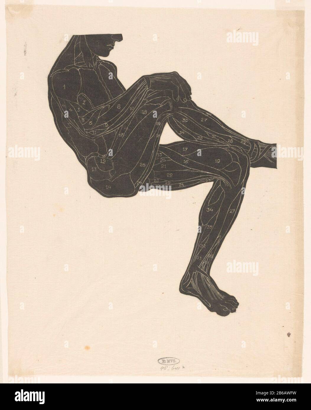 Étude anatomique des muscles des jambes et des bras d'un homme en silhouette Assise homme avec sa cheville droite reposant sur son genou gauche. Les muscles sont numérotés de 1 à 35. Fabricant : fabricant d'impression: Reijer Stolk Lieu de fabrication: Pays-Bas Date: 1906 - 1945 matériau: Papier japonais technique: Dimensions du bloc de bois: Feuille: H 312 mm × W 250 mmToelichtPrent utilisé pour: Stolk, Reyer. Études anatomiques dans les coupes de bois. Amsterdam: G. W. Breughel, 1946, plaque 4. Sujet: Modèle anatomique des muscles, muscle-homme, 'Ã © Corcha ' Banque D'Images