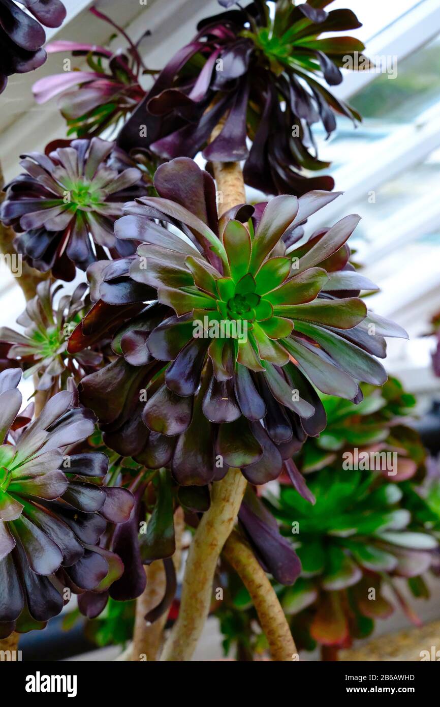 Un gros portrait d'une plante suce presque noire de l'Aeonium 'Zwartkop' en hiver en serre Banque D'Images