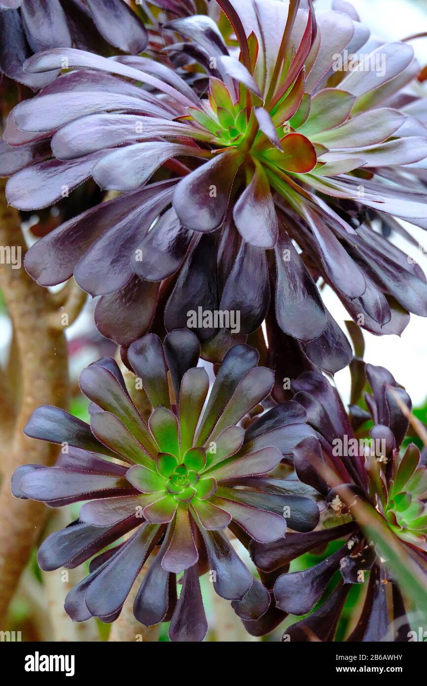 Un gros portrait d'une plante suce presque noire de l'Aeonium 'Zwartkop' en hiver en serre Banque D'Images