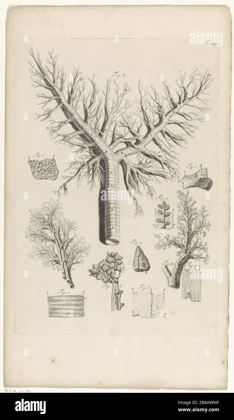 Étude anatomique des branches des voies aériennes et étude anatomique alvéoli des branches des voies aériennes et des alvéoles . En haut à droite numéroté T. 25. Fabricant : print maker: Pieter of Grace In drawing: Gerard de Lairesse Éditeur: Veuve Joannes van Someren Éditeur: Hendrick and Dirk Tree City fabricación: Amsterdam Date: 1685 Caractéristiques physiques: Gravure et engraissement et point engrala matière: Technique paper: Gravure / engraissement ( impression process) mesures: Bord de la plaque b 320 mm × h 464 mmToelichtingBoekillustratie pour Bidloo, Godefridus. Anatomia humani corporis centum & quinque tabulations est per Banque D'Images