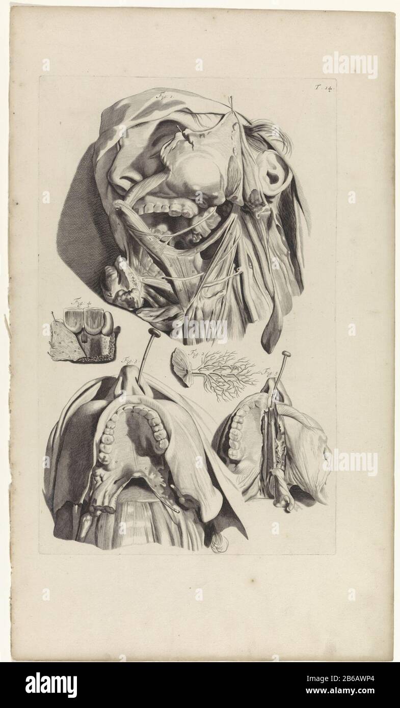 Étude anatomique de la bouche et de la mâchoire étude anatomique de la bouche, des dents et de la mâchoire. En haut à droite numéroté T. 14. Fabricant : print maker: Pieter of Grace In drawing: Gerard de Lairesse Éditeur: Veuve Joannes van Someren Éditeur: Hendrick and Dirk Tree City manufacture: Amsterdam Date: 1685 Caractéristiques physiques: Engraa and dot engrala matière: Papier technique: Engraa (processus d'impression) mesures: Bord de la plaque b 274 mm × h 441 mmToelichtingBoekillustratie pour Bidloo, Godefridus. Anatomia humani corporis centum & quinque tabules est selon l'art. G. de Lairesse ad vivum detratis le lun Banque D'Images