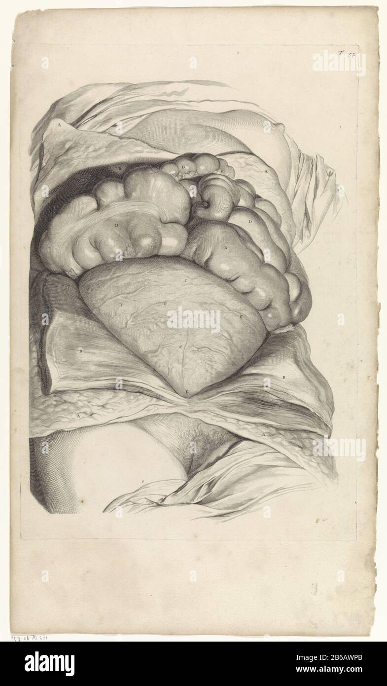 Étude anatomique des intestins et de l'estomac d'une femme enceinte étude atomique et dissection des intestins et de l'estomac d'une femme enceinte. En haut à droite numéroté T. 54. Fabricant : print maker: Pieter of Grace In drawing: Gerard de Lairesse Éditeur: Veuve Joannes van Someren Éditeur: Hendrick and Dirk Tree City manufacture: Amsterdam Date: 1685 Caractéristiques physiques: Engraa and dot engrala matière: Papier technique: Engraa (processus d'impression) mesures: Bord de la plaque b 323 mm × h 473 mmToelichtingBoekillustratie pour Bidloo, Godefridus. Anatomia humani corporis centum & quisd Banque D'Images