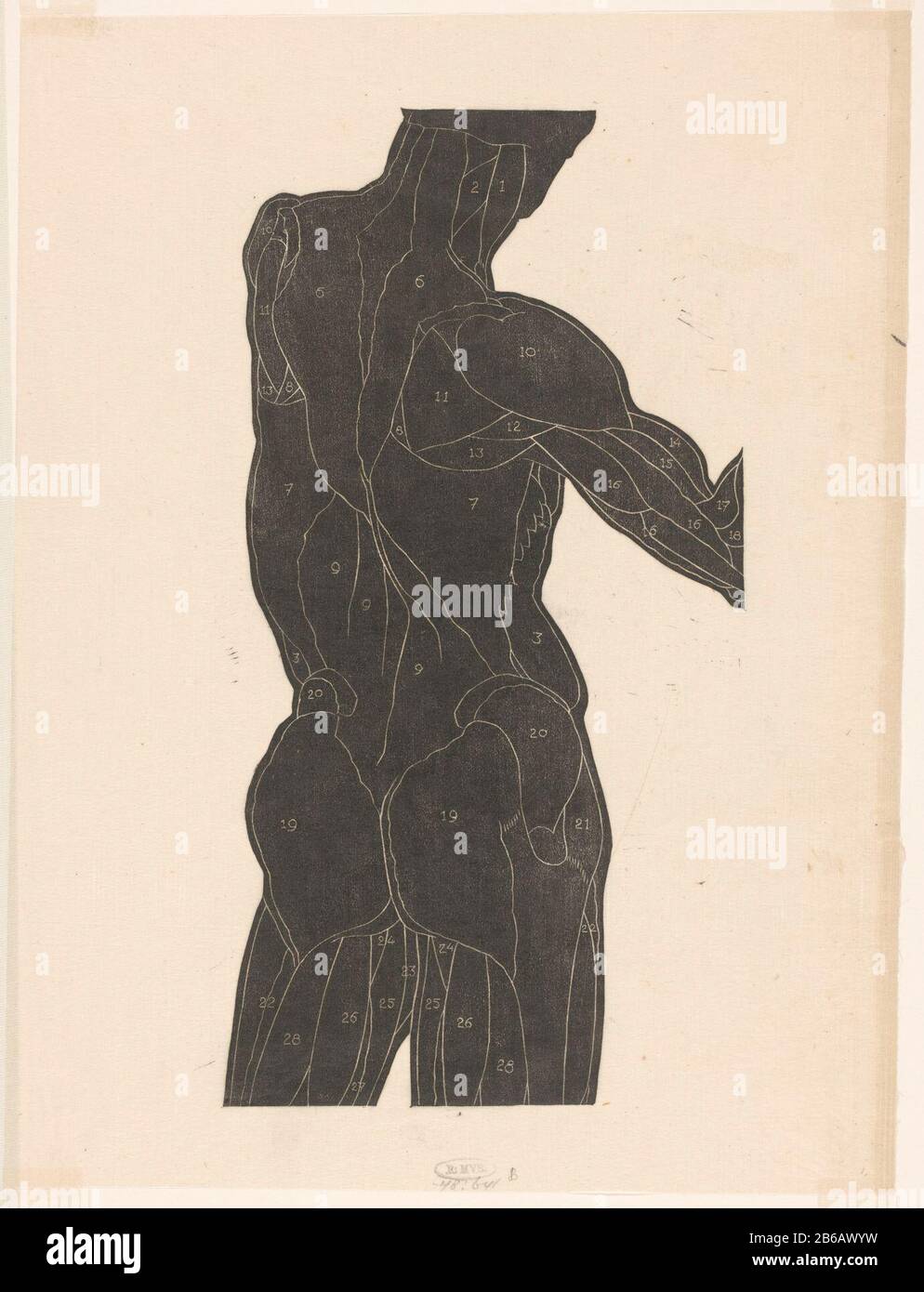 Étude anatomique du dos et des fesses d'un homme en silhouette Les muscles sont numérotés de 1 à 28. Fabricant : fabricant d'impression: Reijer Stolk Lieu de fabrication: Pays-Bas Date: 1906 - 1945 matériau: Papier japonais technique: Dimensions du bloc de bois: Feuille: 359 mm × h 270 b mmToelichtPrent utilisé pour: Stolk, Reyer. Études anatomiques dans les coupes de bois. Amsterdam: G. W. Breughel, 1946, plaque 6. Sujet: Modèle anatomique des muscles, muscle-homme, 'Ã © Corcha ' Banque D'Images