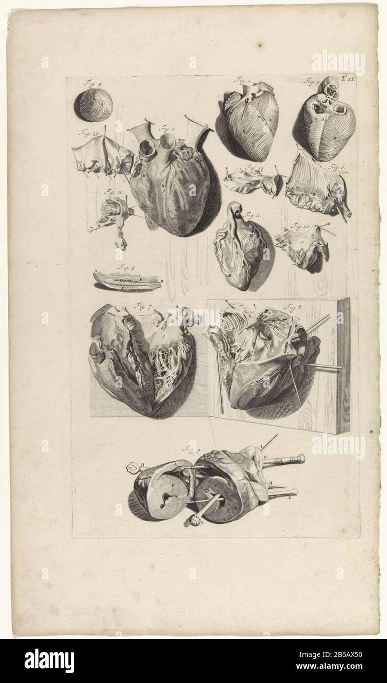 Étude anatomique du cœur étude anatomique du cœur avec dissection des chambres cardiaques. En haut à droite numéroté T. 22. Fabricant : print maker: Pieter of Grace In drawing: Gerard de Lairesse Éditeur: Veuve Joannes van Someren Éditeur: Hendrick and Dirk Tree City manufacture: Amsterdam Date: 1685 Caractéristiques physiques: Engraa and dot engrala matière: Papier technique: Engraa (processus d'impression) mesures: Bord de la plaque b 276 mm × h 441 mmToelichtingBoekillustratie pour Bidloo, Godefridus. Anatomia humani corporis centum & quinque tabulations est conforme à l'art. G. de Lairesse ad vivum delia Banque D'Images