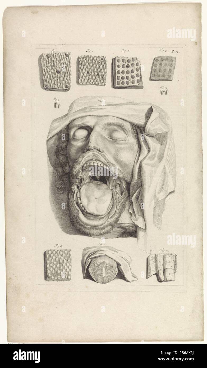 Étude anatomique de la tête, du nez et de la langue Présentation d'une bouche en forme de tête. Au-dessus et au-dessous : études anatomiques de la peau de la bouche, du nez et de la langue. En haut à droite numéroté T. 13. Fabricant : print maker: Pieter of Grace In drawing: Gerard de Lairesse Éditeur: Veuve Joannes van Someren Éditeur: Hendrick and Dirk Tree City manufacture: Amsterdam Date: 1685 Caractéristiques physiques: Engraa and dot engrala matière: Papier technique: Engraa (processus d'impression) mesures: Bord de la plaque b 276 mm × h 441 mmToelichtingBoekillustratie pour Bidloo, Godefridus. Anatomie humani corporis ce Banque D'Images