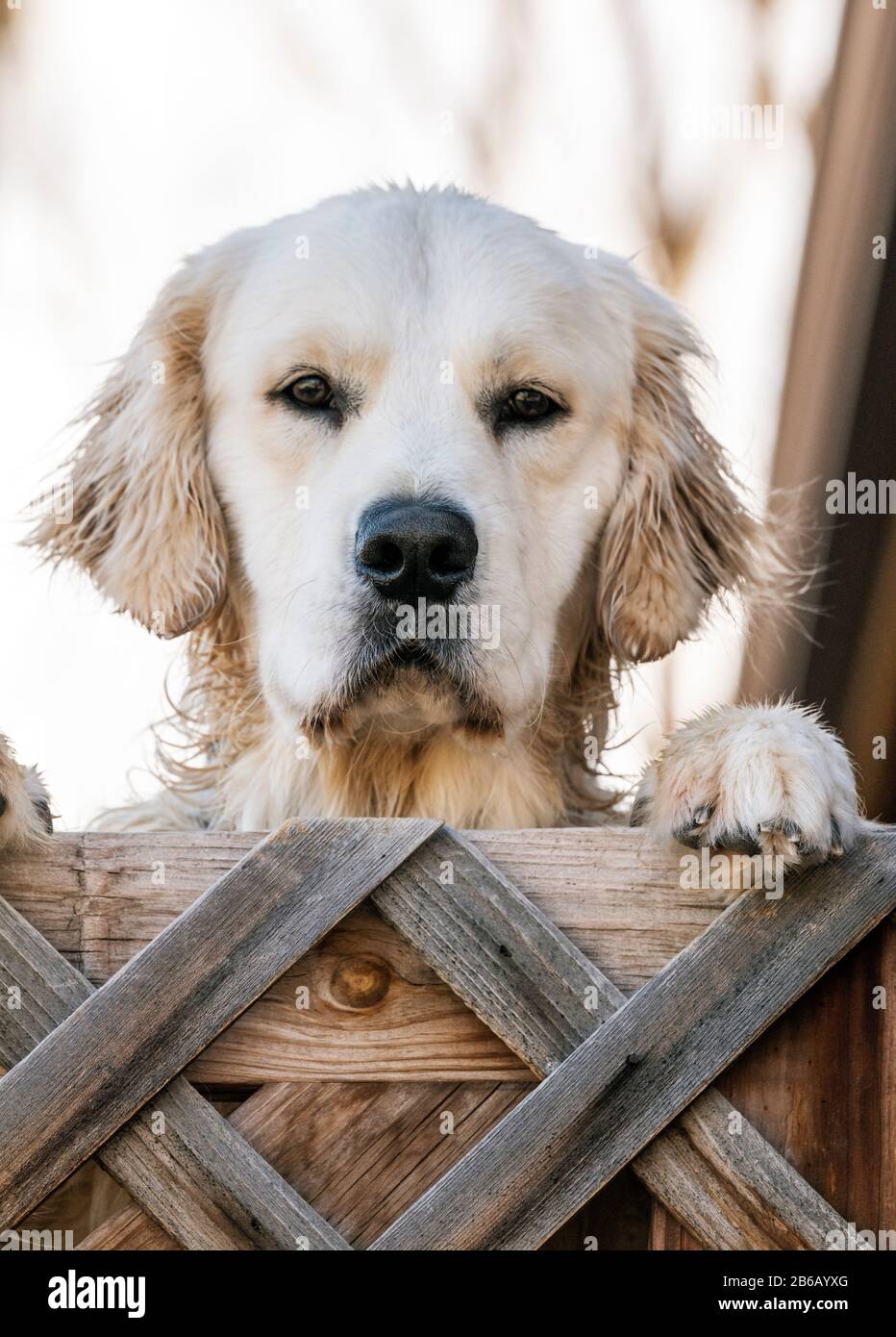 Chien Golden Retriever de couleur crème Banque D'Images