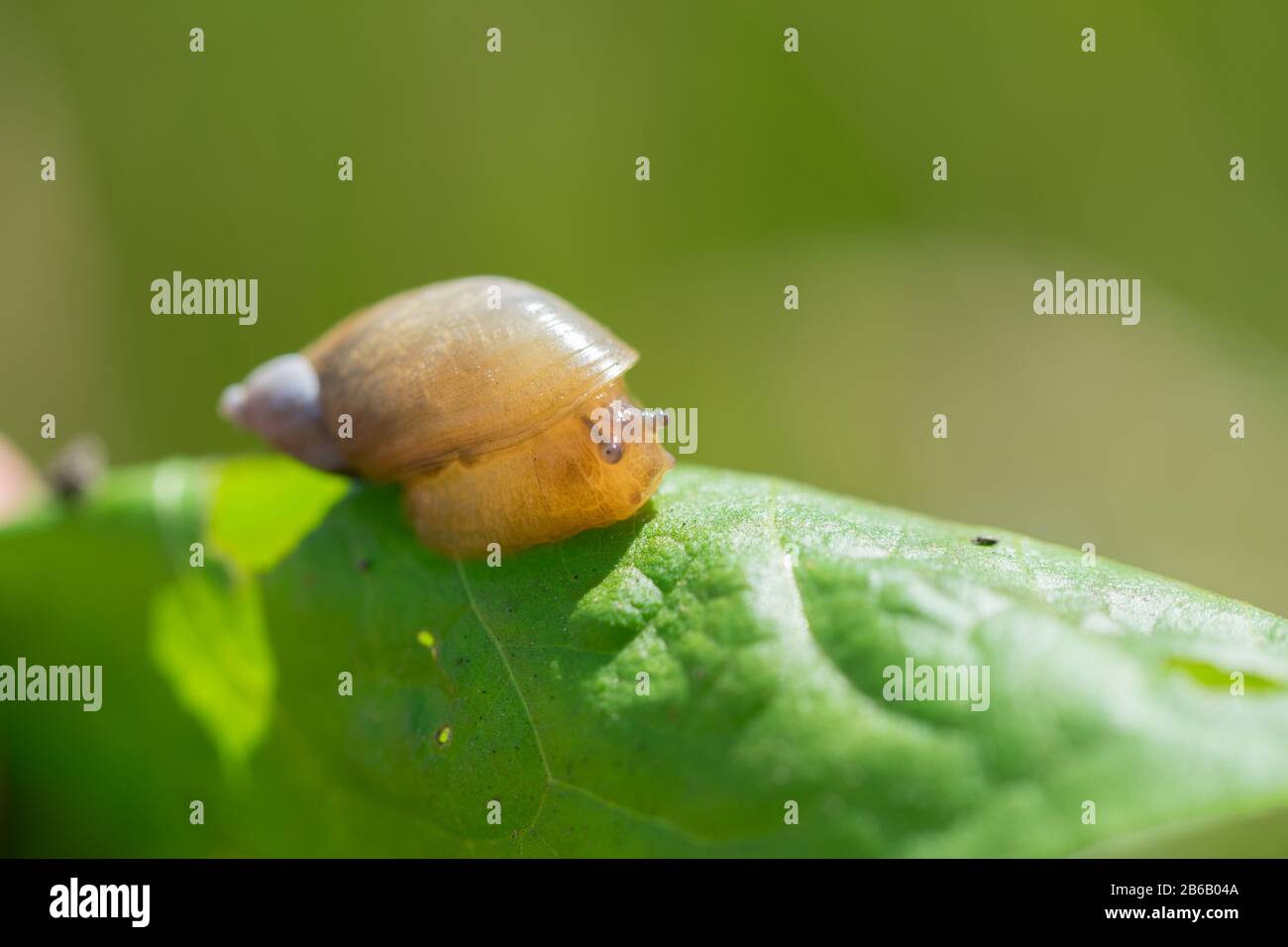 Petite escargot marron sur congé vert Banque D'Images