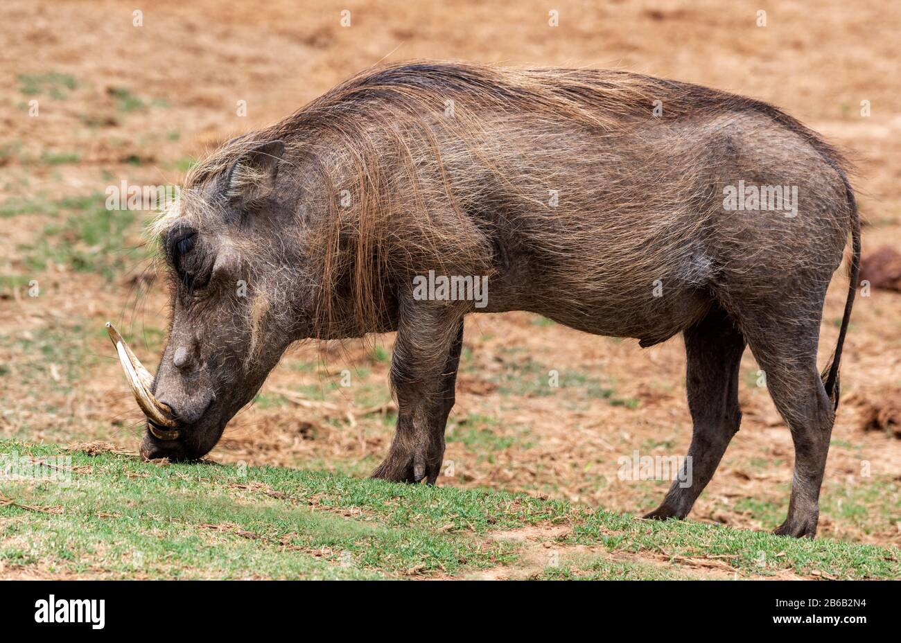 Warthog (Phacochoerus Africanus) Pacage Dans Le Parc National Addo Elephant, Province Du Cap-Est, Afrique Du Sud Banque D'Images