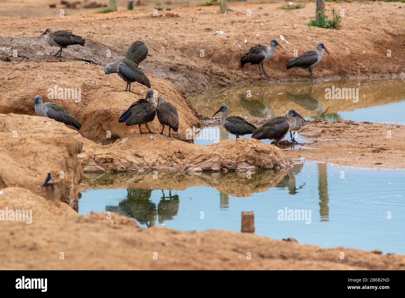 Troupeau d'Hadeda ou d'Hadada Ibis à côté du trou d'eau dans le parc national Addo Elephant, Cap oriental, Afrique du Sud Banque D'Images