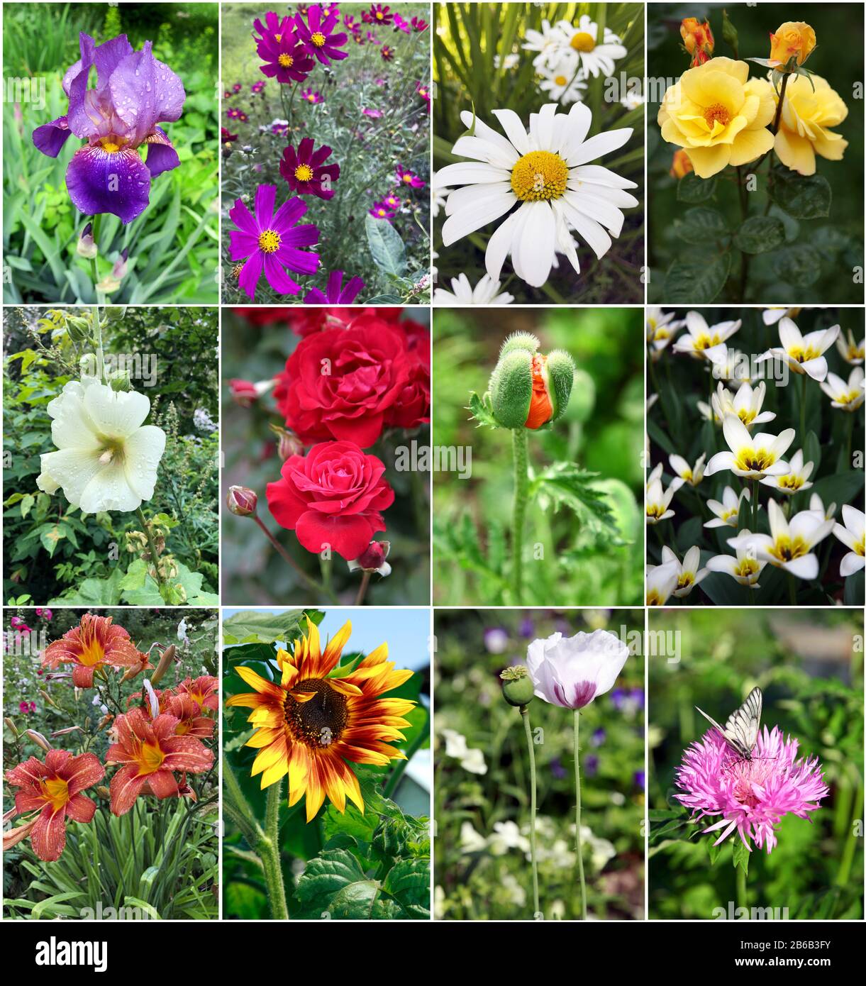 Collage de différentes fleurs de printemps et d'été Banque D'Images
