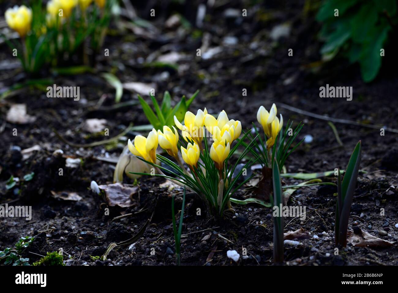 Crocus, fleurs jaunes, fleurs printanières, fleurs fleuries, crocusses, jardin, jardins, fleurs DG Banque D'Images