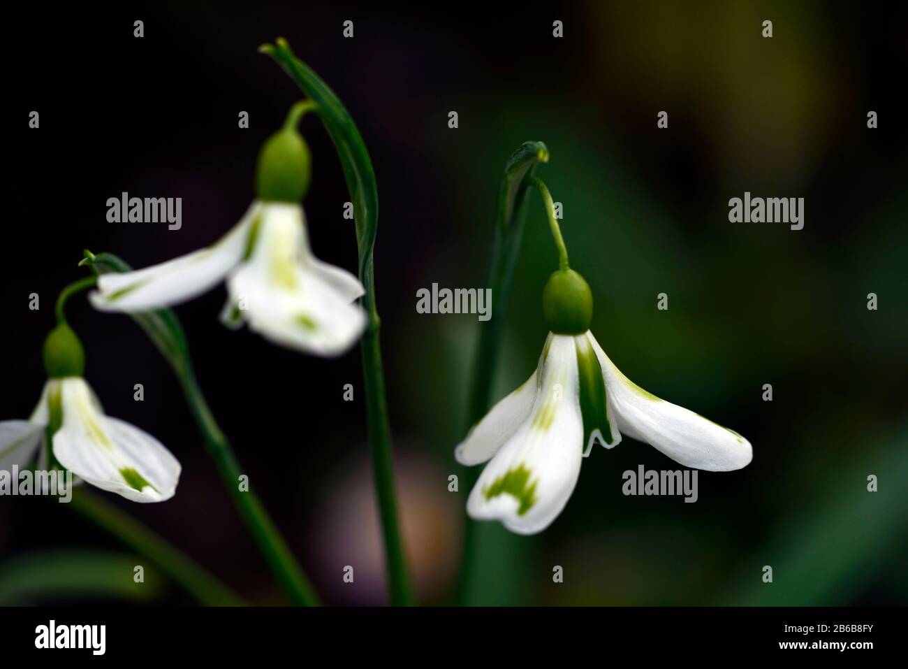 Galanthus Veronica Cross,chutes de neige virescent,chutes de neige,chutes de neige,printemps,fleur,fleurs,floraison,blanc,marquage vert,marquages,marqués,marque,RM Floral Banque D'Images