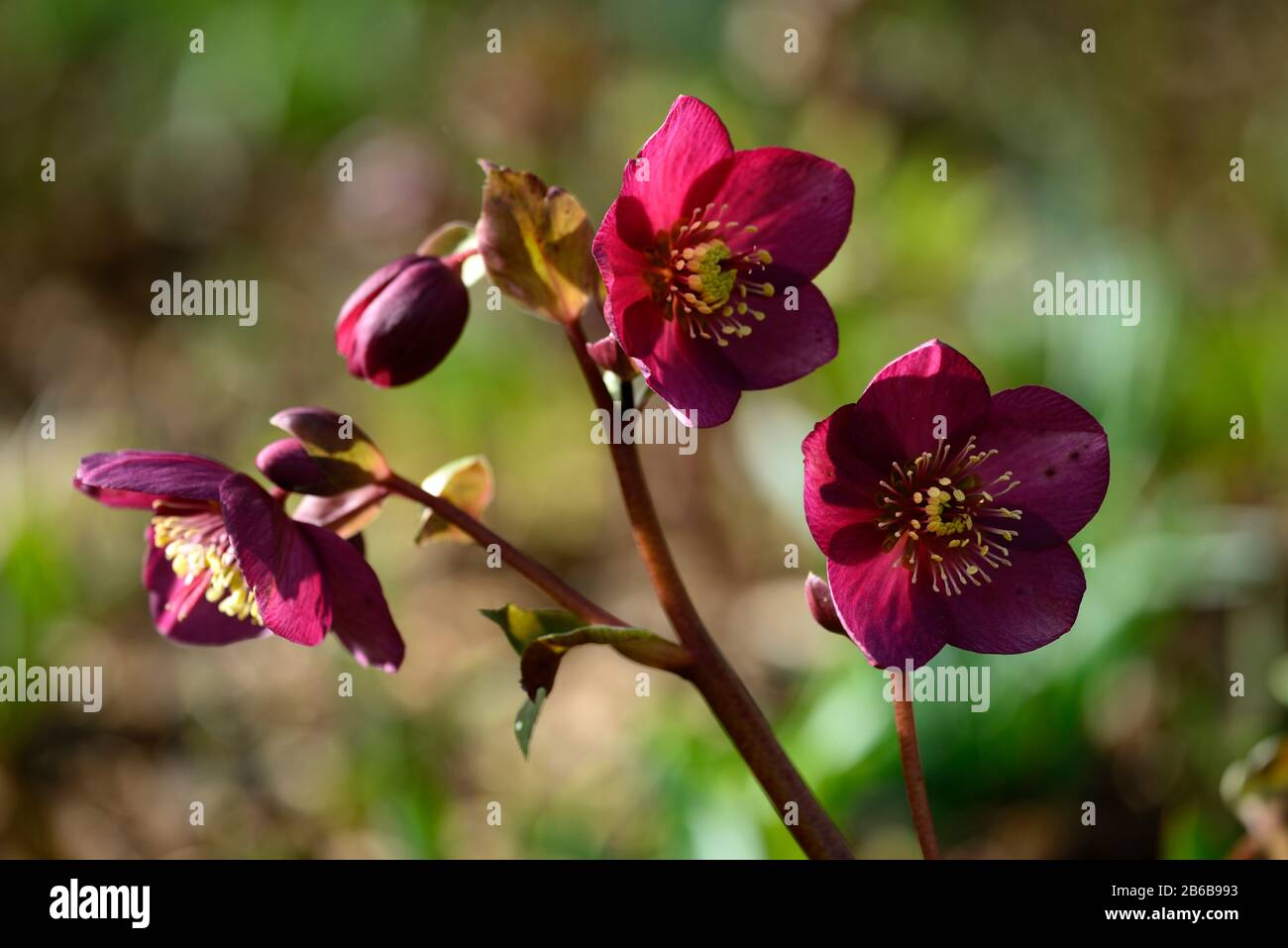 Helleborus Hgc Ice & Roses,fleurs rouges roses,fleurs rouges rosés,fleurs,fleurs,fleurs,jardin,jardins,RM Floral Banque D'Images