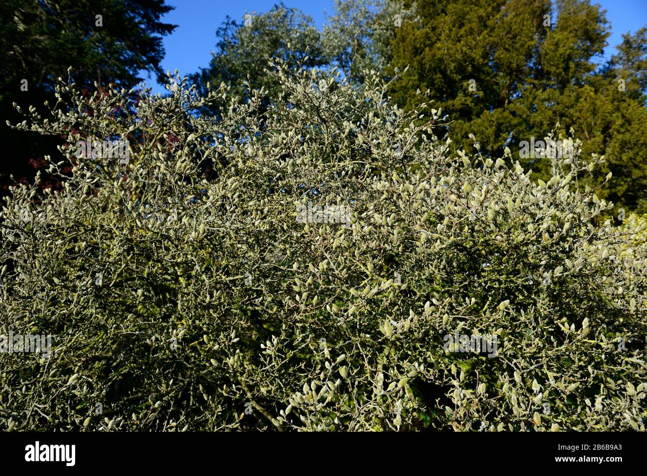 Fleurs Magnolia stellata, magnolias, fleurs non ouvertes, boutons de fleurs non ouverts, jardin, fleurs RM Banque D'Images