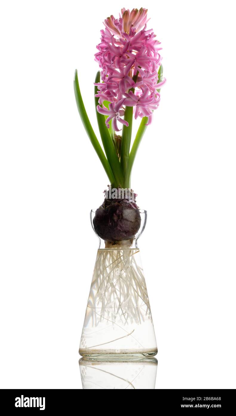 Fleur de jacinthe rose et bulbe dans un vase en verre qui montre les  racines dans l'eau Photo Stock - Alamy