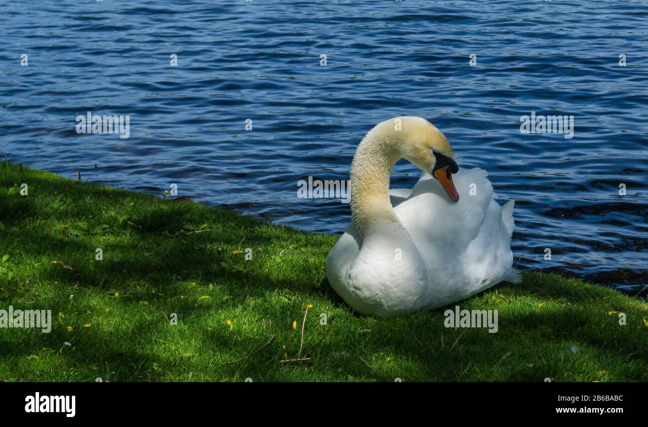cygne blanc au bord d'un lac Banque D'Images