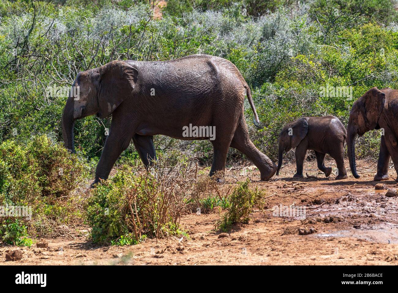 Famille d'éléphants avec mollet marchant à travers le bush du parc national Addo Elephant, Cap oriental, Afrique du Sud Banque D'Images