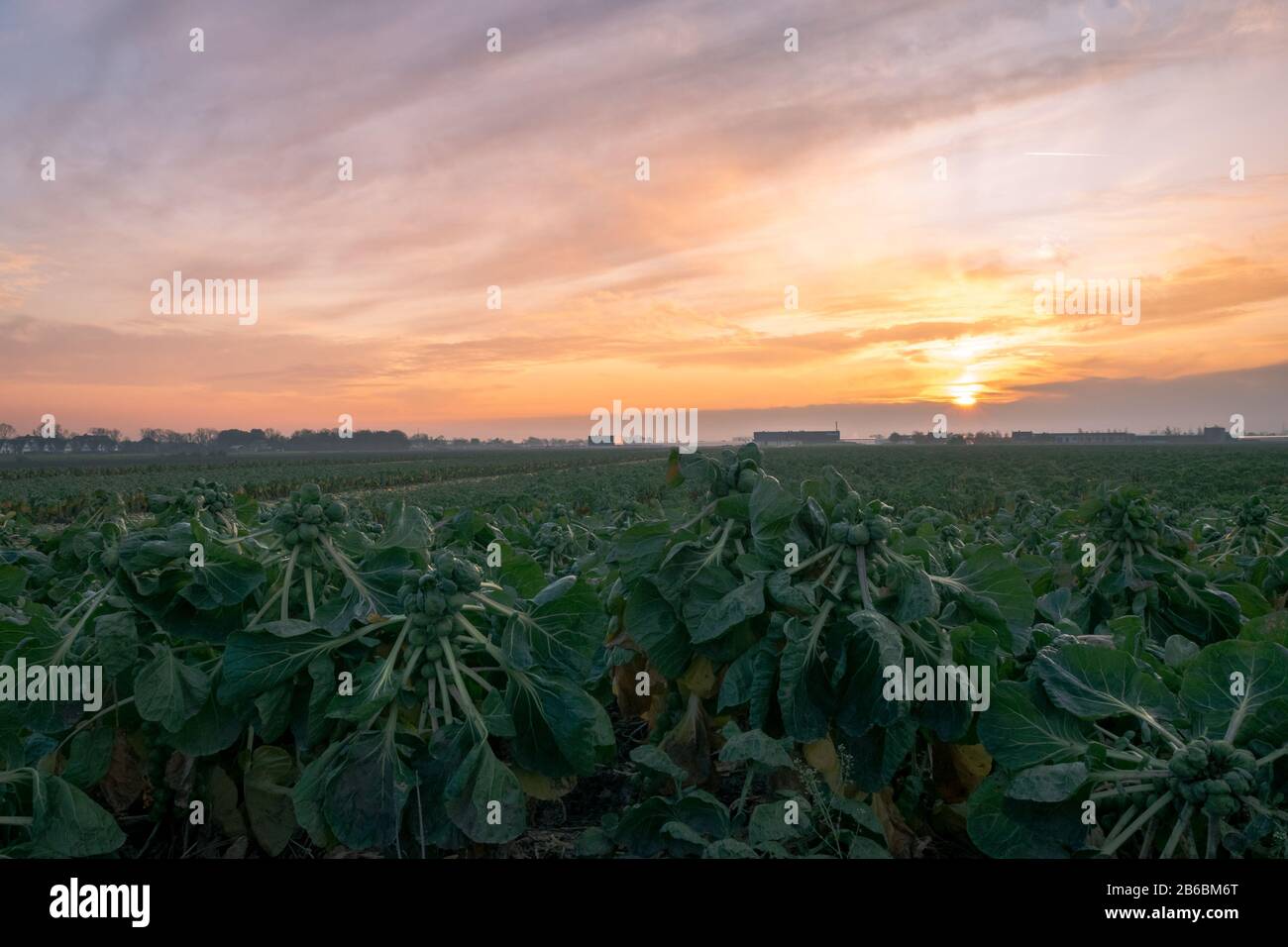 Le champ des Sprouts de Bruxelles est prêt à être récolté. Magnifique coucher de soleil sur la campagne néerlandaise. Banque D'Images