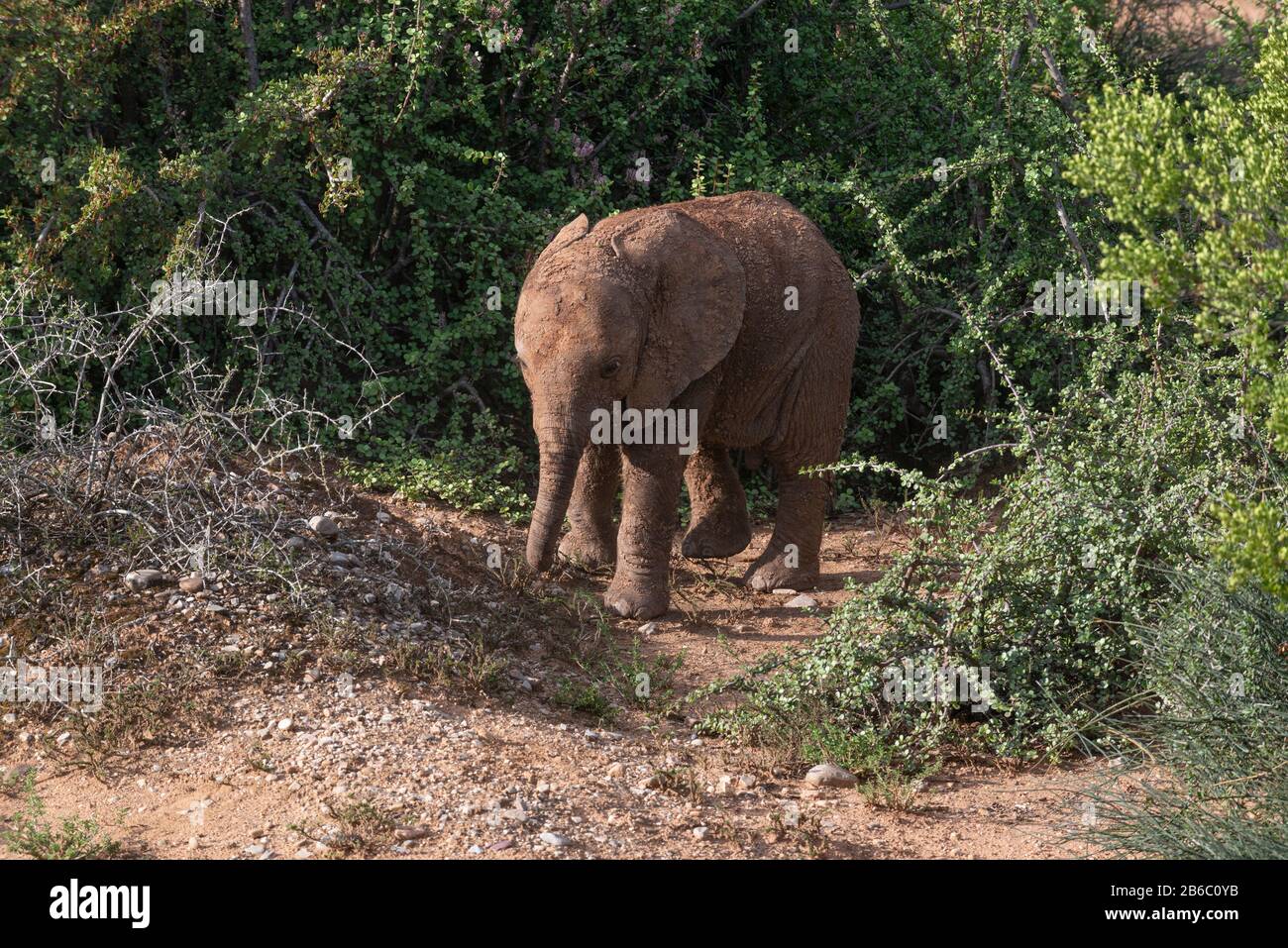 Veau d'éléphant debout dans la brousse dans le parc national Addo Elephant, Cap oriental, Afrique du Sud Banque D'Images