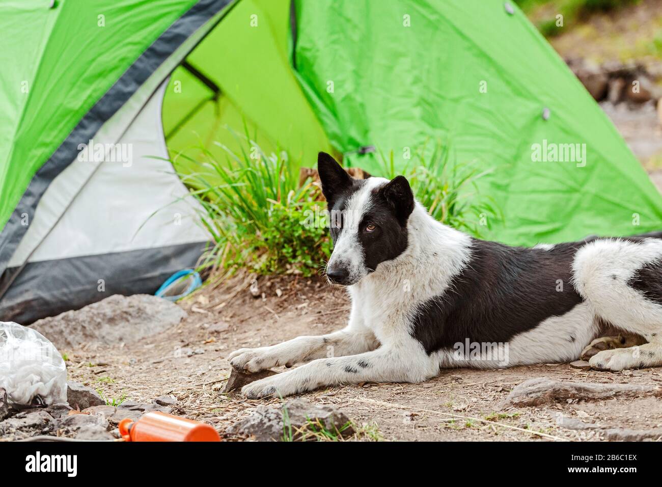 Voyage et camping avec un chien Banque D'Images