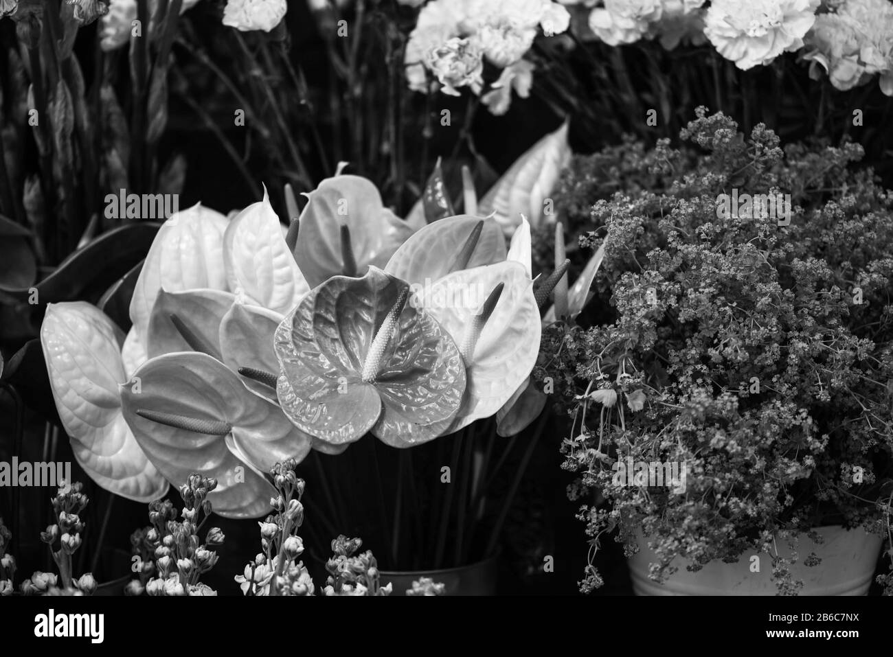 vue rapprochée de la fleur d'anthurium Banque D'Images