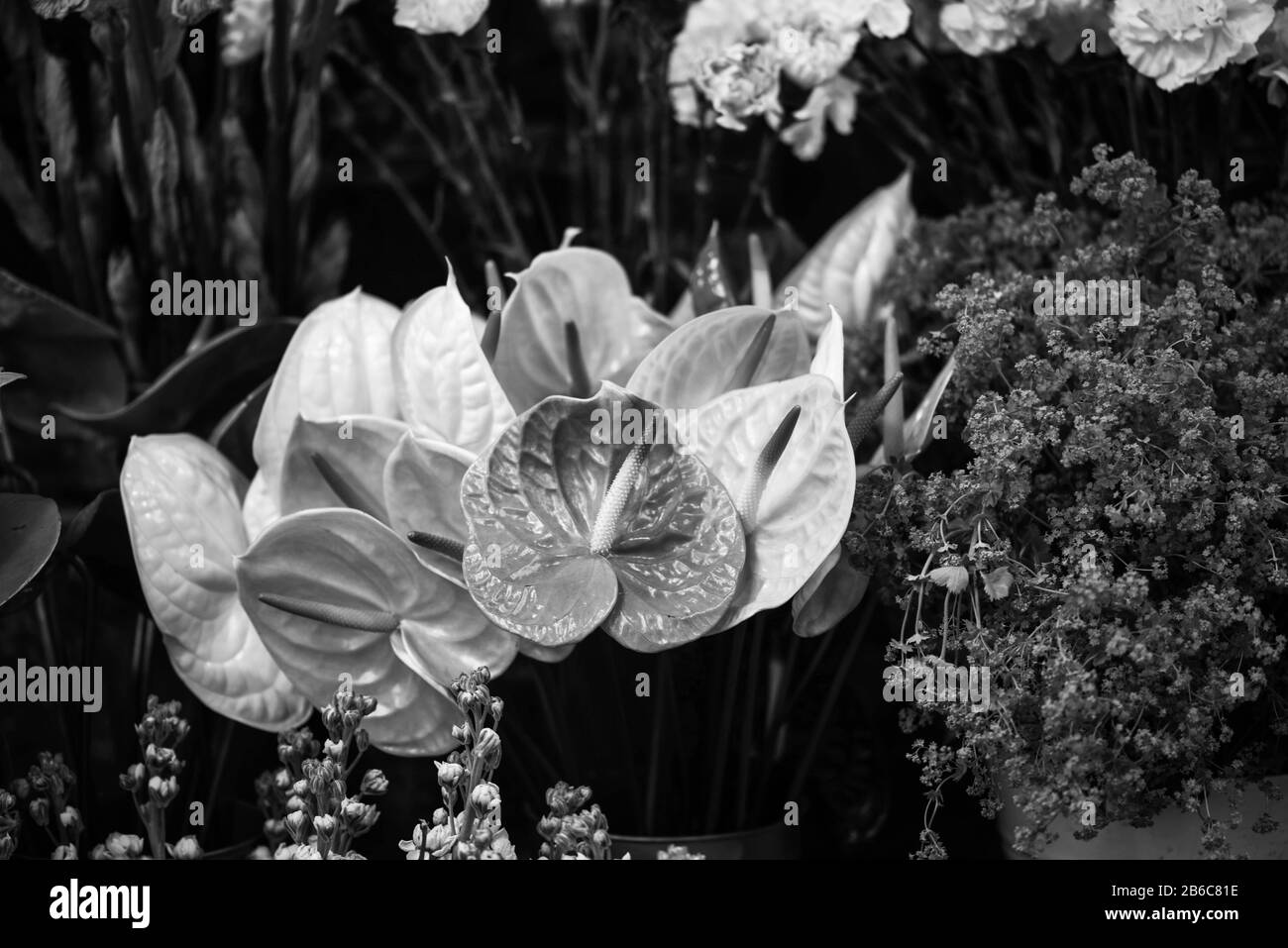 vue rapprochée de la fleur d'anthurium Banque D'Images