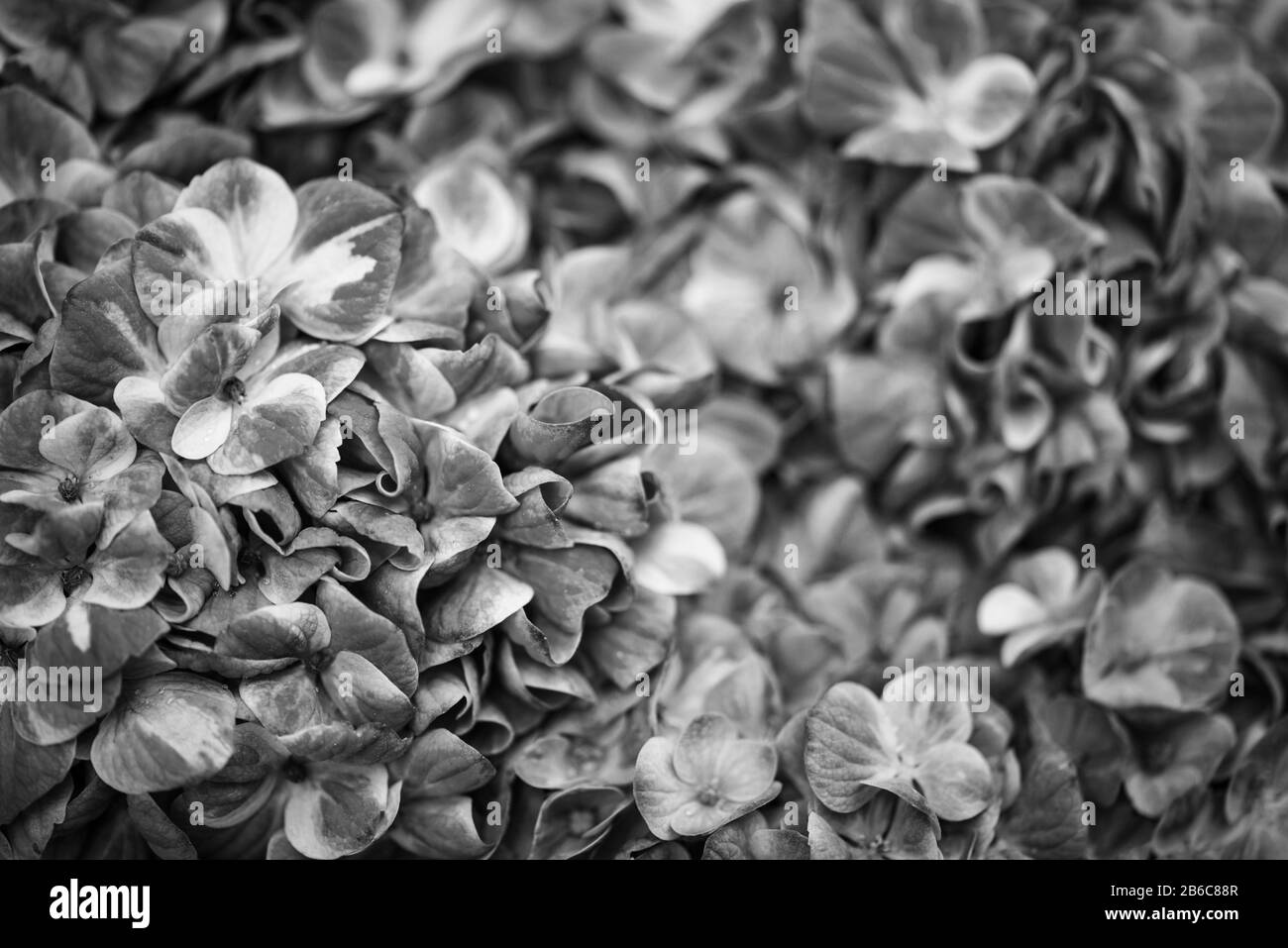 vue rapprochée de la fleur d'hydangea Banque D'Images