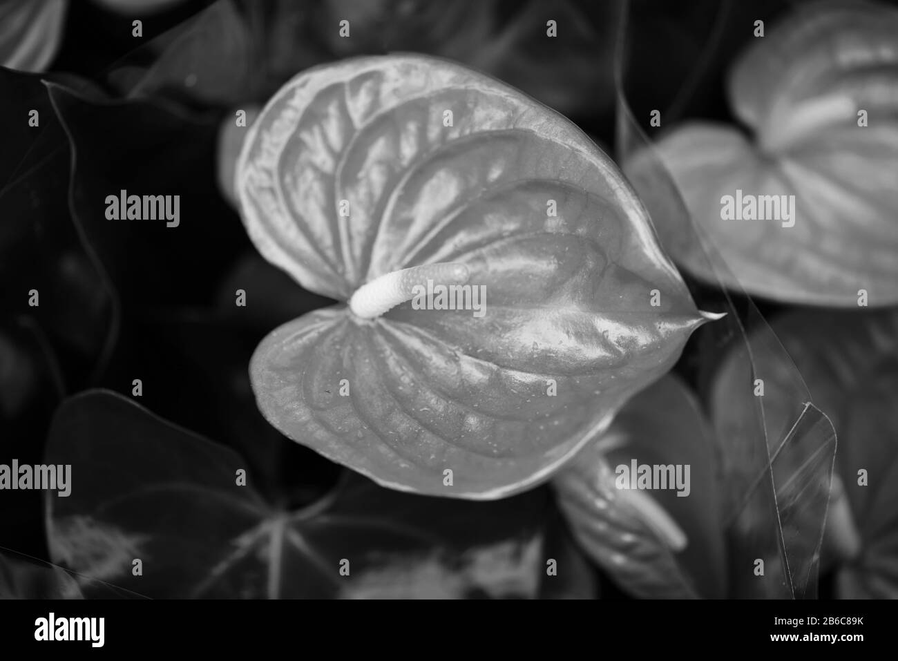 vue rapprochée de la fleur d'anthurium Banque D'Images