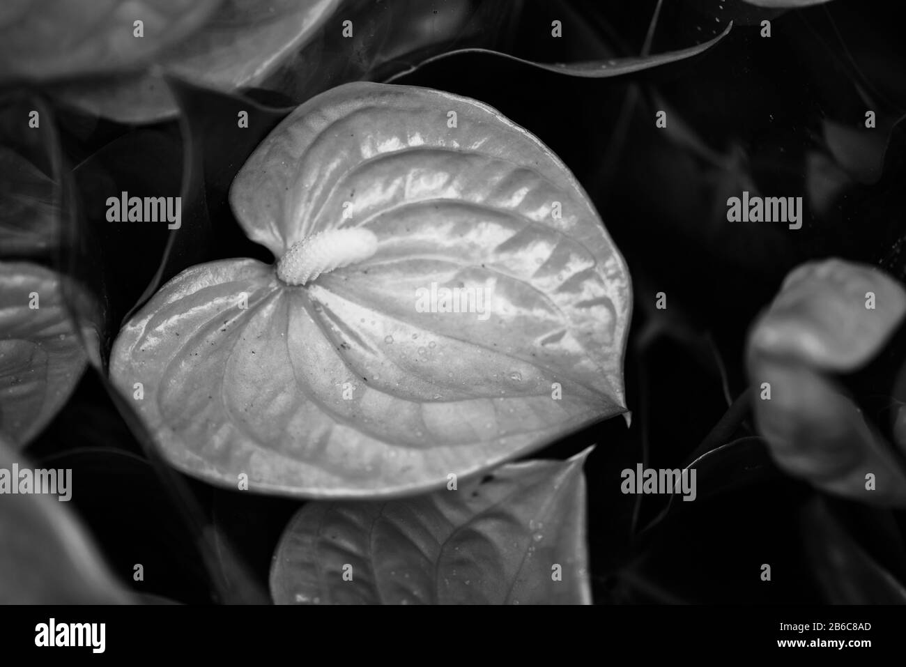 vue rapprochée de la fleur d'anthurium Banque D'Images