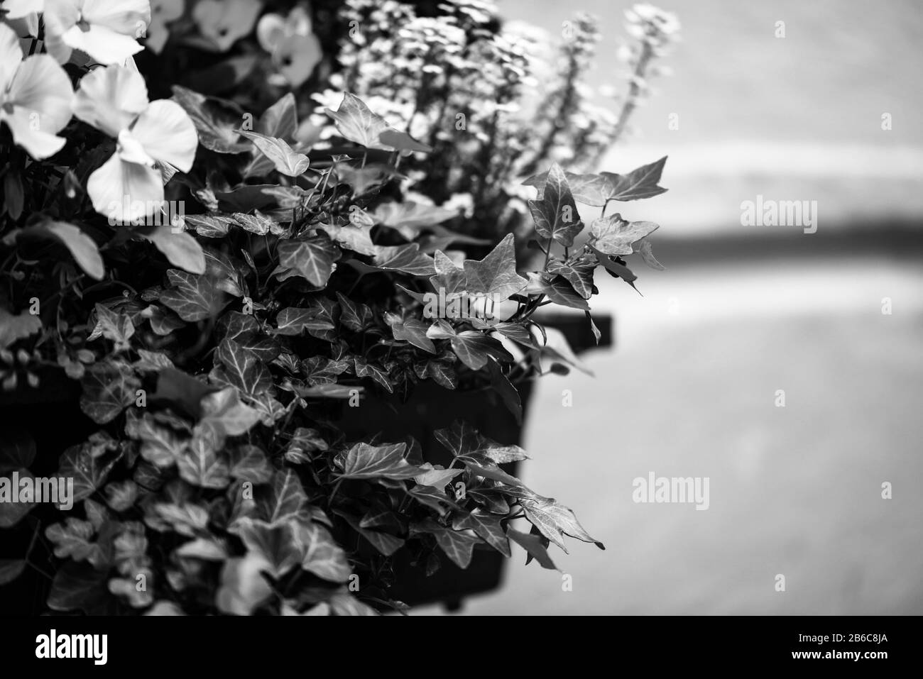 mélangez les fleurs d'été avec vue rapprochée Banque D'Images