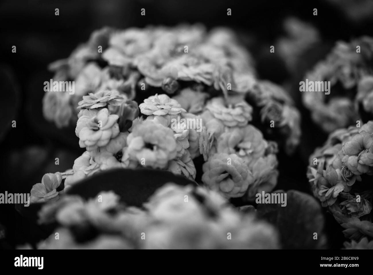 mélangez les fleurs d'été avec vue rapprochée Banque D'Images