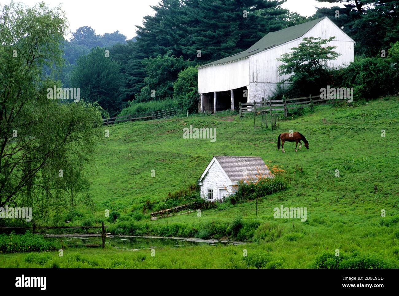 Cheval De Ferme, New Castle County, Delaware Banque D'Images