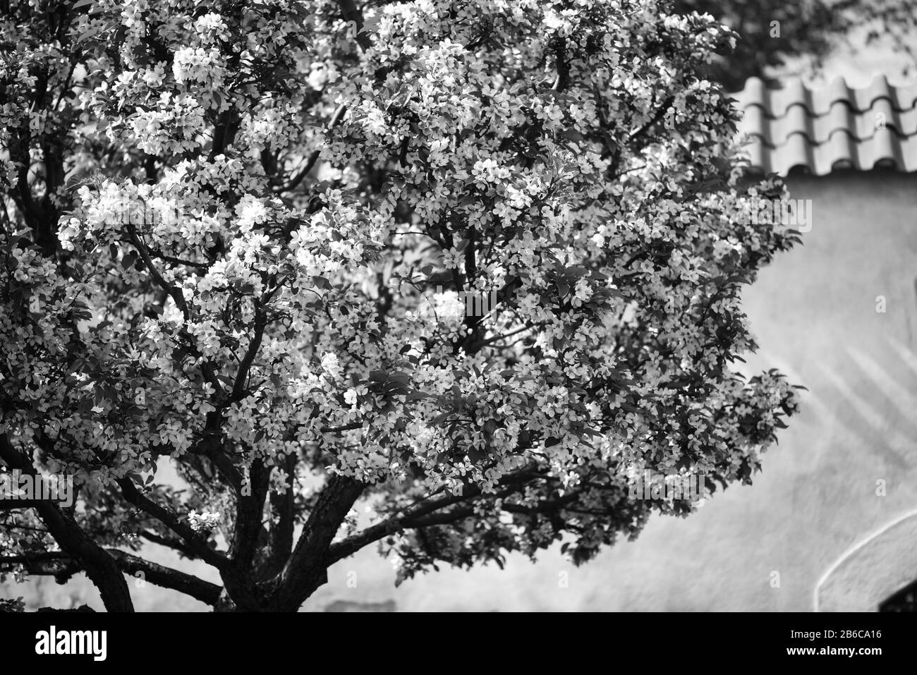 mélangez les fleurs d'été avec vue rapprochée Banque D'Images