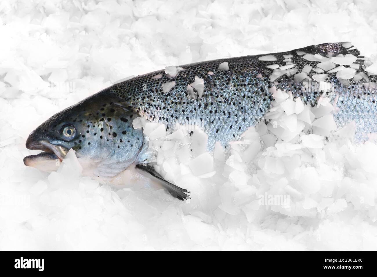 Le saumon norvégien frais sur la glace dans un supermarché Banque D'Images