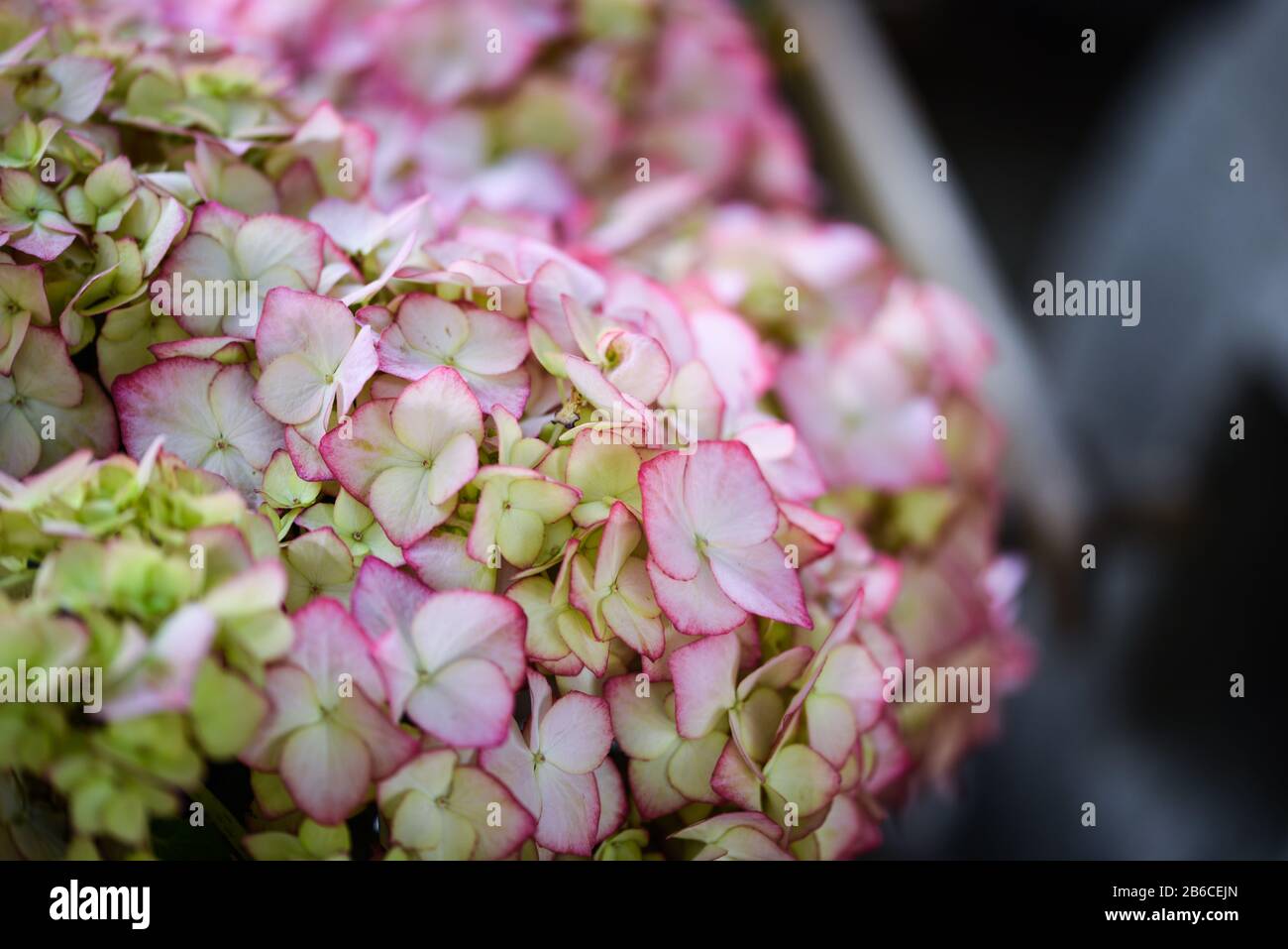 vue rapprochée de la fleur d'hydangea Banque D'Images