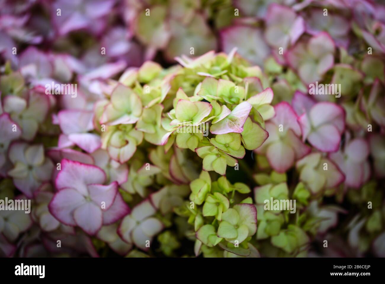 vue rapprochée de la fleur d'hydangea Banque D'Images
