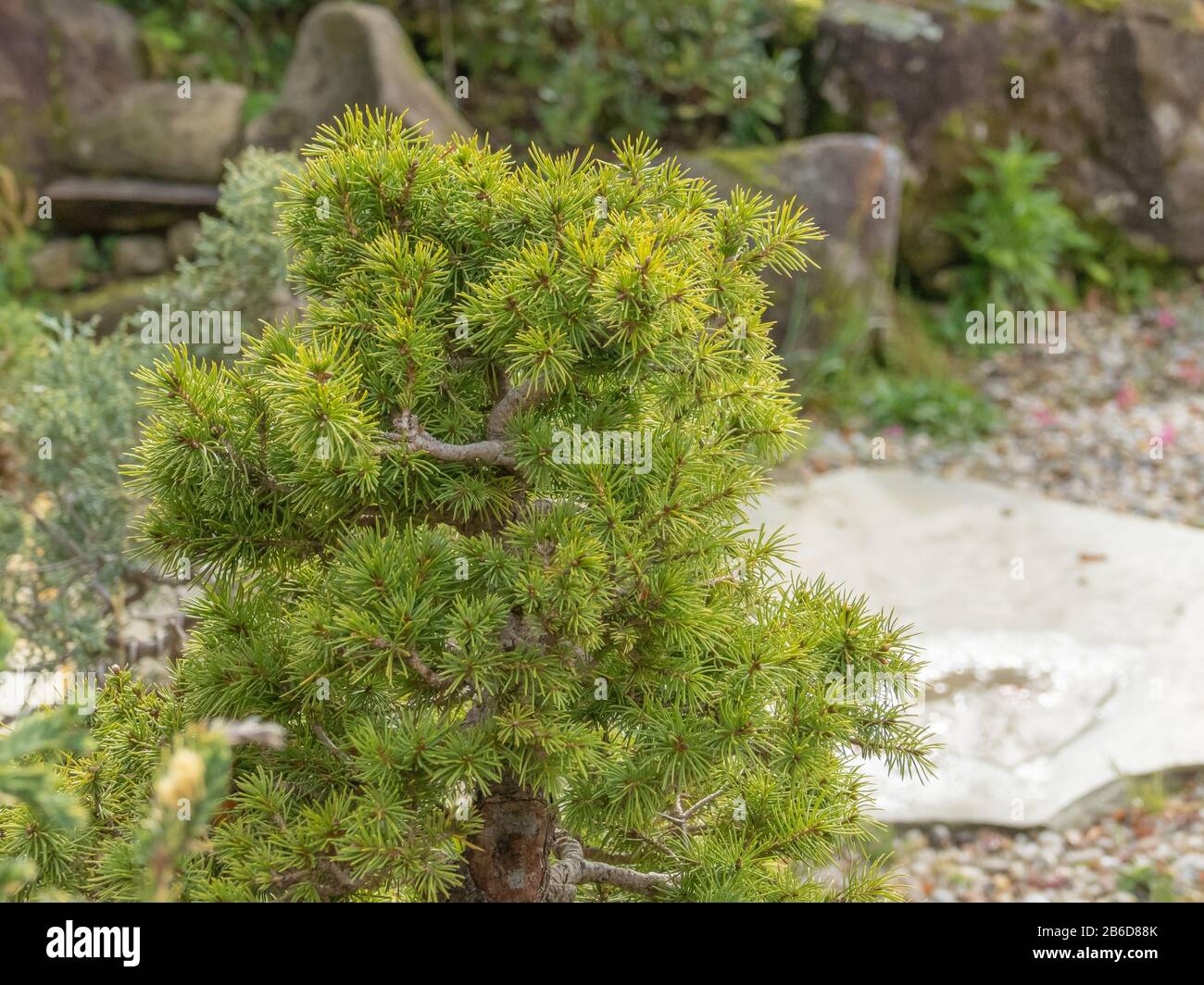 Arbre de pins bonsai Pinaceae dans un jardin de gravier à l'extérieur et à la lumière du jour arbre de Pinaceae Banque D'Images