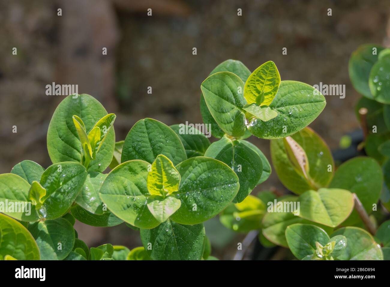 Plante hypericum inodorum St John's wort Banque D'Images