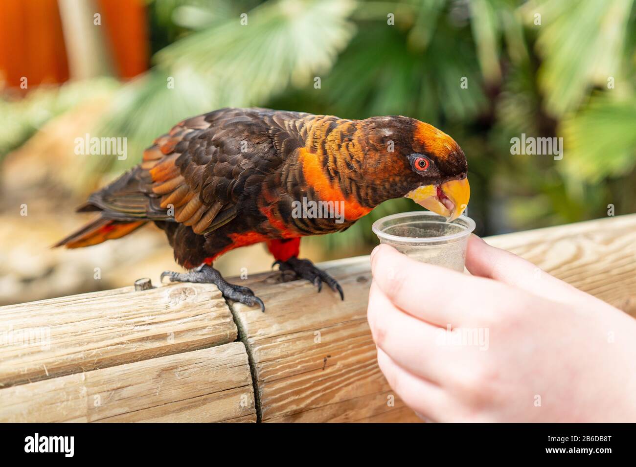 Lory Pseudeos fuscata sombre,à Woburn Safari Park Banque D'Images
