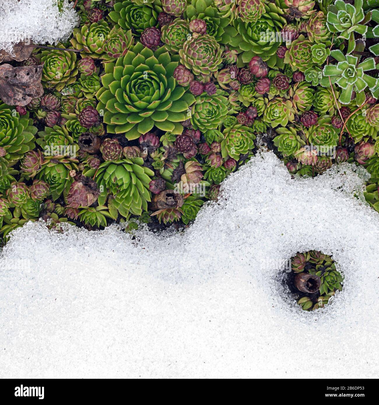 Au printemps, les succuents du Sempervivum Evergreen apparaissent sous la neige fondue Banque D'Images