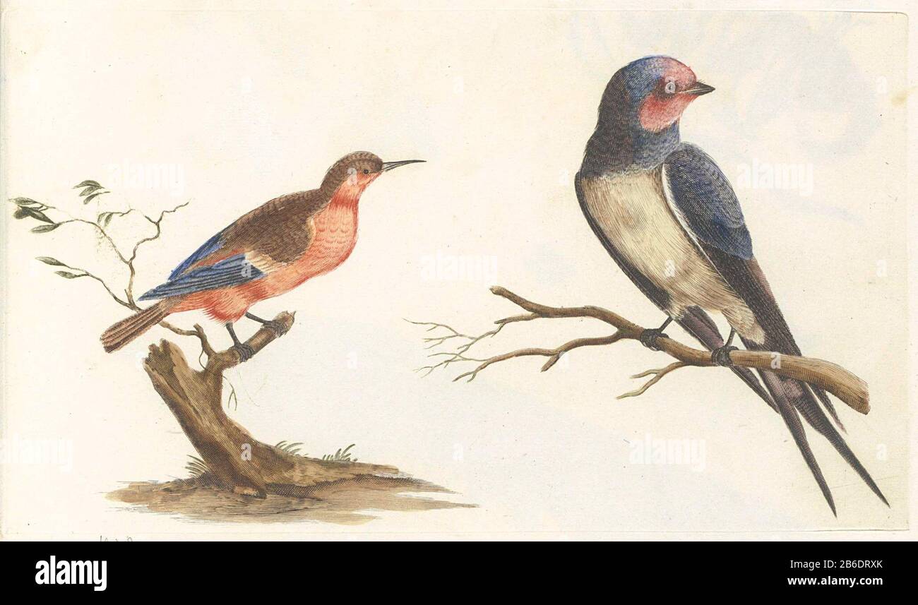 Eater sur un arbre de souche et d'avaler sur une branche Déze prent maakt deel uit van een album. Fabricant : protmaker: Anoniemsupervisie: Johan TeylerPlaats fabricación: Nederland Dating: 1688 - 1698 kenmerken physique: Grasure à la poupée in zwart, blauw, bruin, groen, grijs en rood Material: Papier Techniek: Graveren (drukprocedé) / à la poupée / 167 mm: Hldshuk et hluk Banque D'Images