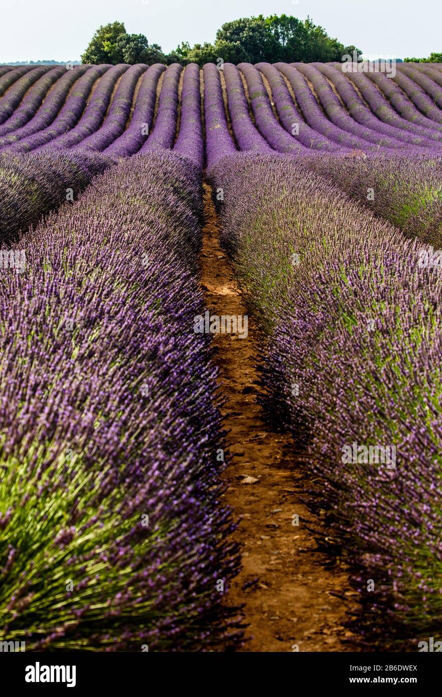 Fragment d'un champ de lavande avec des buissons pittoresques de lavande. France. Provence. Plateau Valensole. Banque D'Images