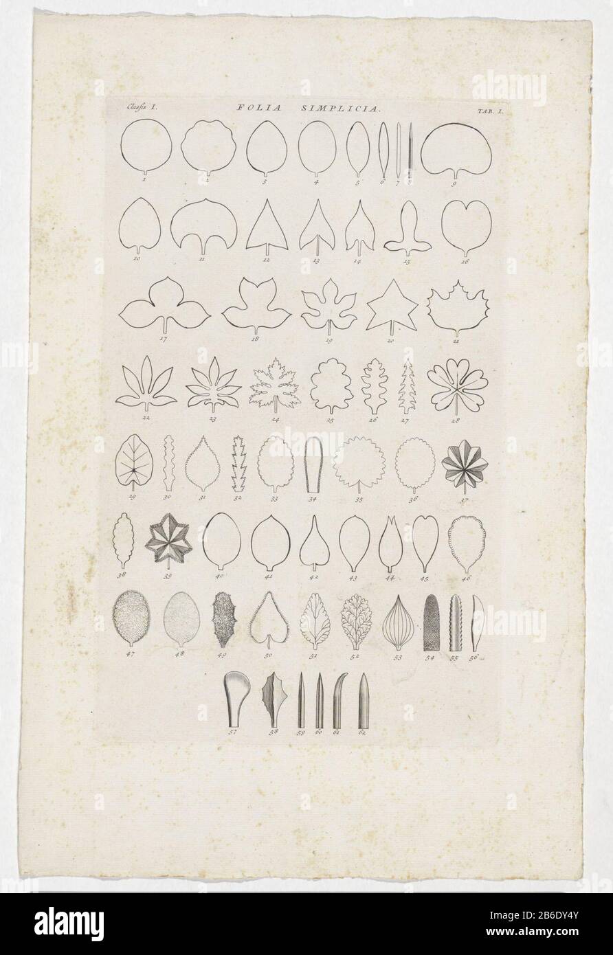 Feuille circonférence de 62 feuilles de plantes diverses Folia Simplicia (titre objet) Les feuilles ont été numérotées 1-62. Top left labeled: Classis I. Upper ledroite labeled: Tab: I. Fabricant: Printmaker Jan Walker Lieu de fabrication: Warmond Dating: 1738 Caractéristiques physiques: Matière de gravure: Technique du papier: Dimensions de gravure: Bord de la plaque: H 341 mm × W 212 mnelicelichTohtingPrent utilisé comme illustration dans: Linnaeus, Carolus . Hortus Cliffortianus exposants plantas quas in Hortis tame vivis quam siccis, Hartecampi in Hollandia, coluit (...) Georgius Clifford. Amsterdam: Sinus excepté 1738. Objet : PLA Banque D'Images