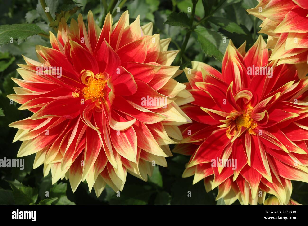 Énormes et colorées Ketchup et Mustard rouge et jaune dahlias. Banque D'Images