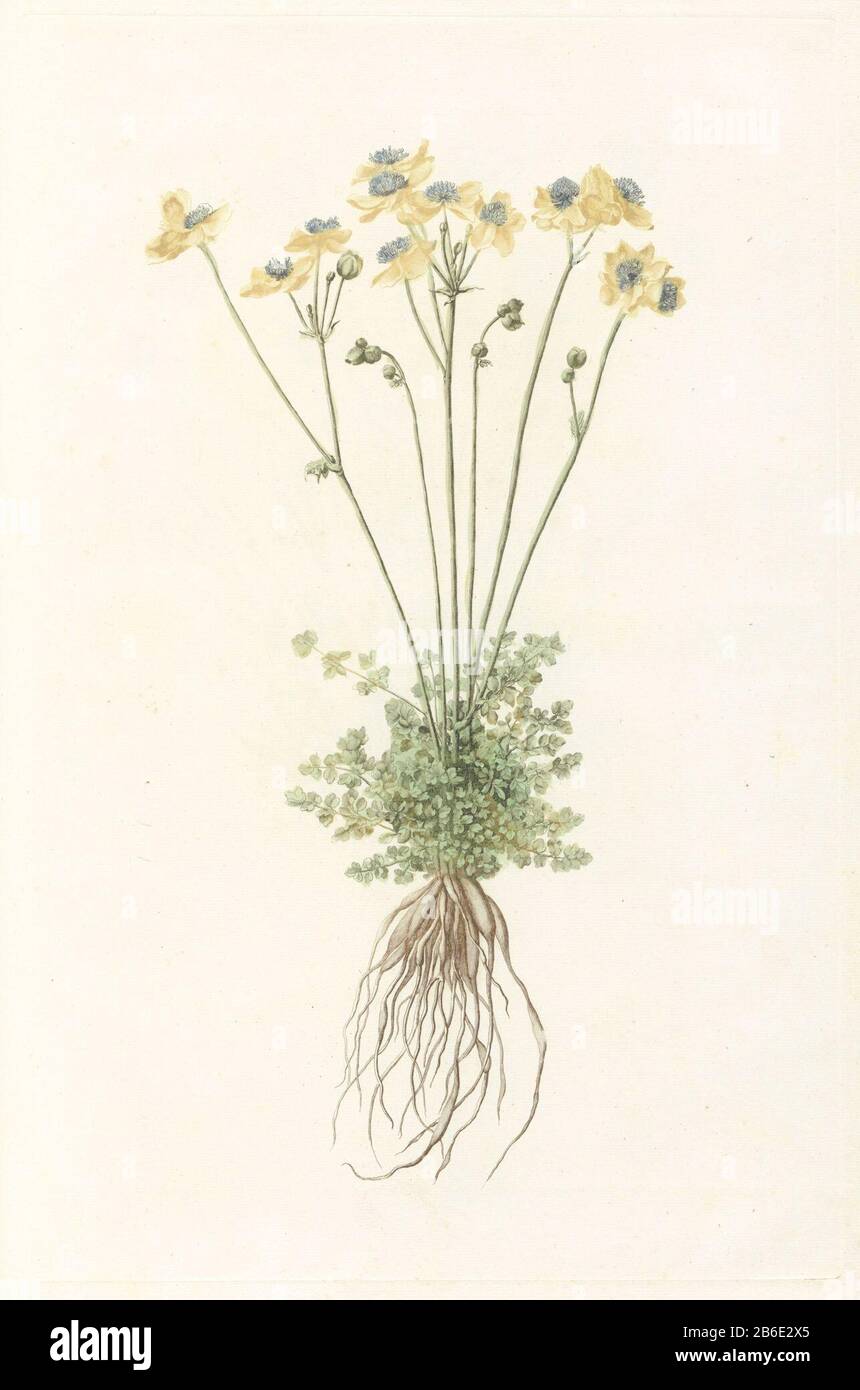 Plante à fleurs avec racines Ce post fait partie d'un album. Fabricant : printmaker: Supervision anonyme Johan Teylerstraat Lieu fabrication: Pays-Bas Date: 1688 - 1698 Caractéristiques physiques: Gravure à la poupée en noir, marron, vert et jaune, couleur de la main en jaune, vert et marron: Papier technique engrala (impression) / à la poupée / couleur / couleur de la main dimensions: Bord: H 452 mm × W 293 mm Objet : fleurs Banque D'Images