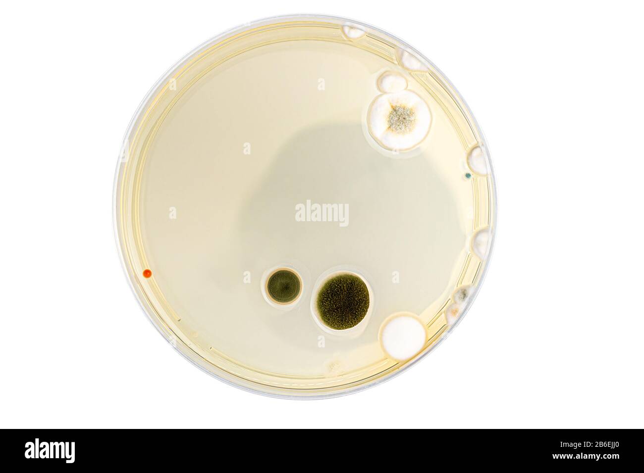 Boîte de Petri avec mélange de colonies de bactéries Banque D'Images